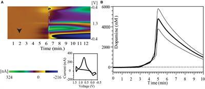 Hypoxia-Associated Changes in Striatal Tonic Dopamine Release: Real-Time in vivo Measurements With a Novel Voltammetry Technique